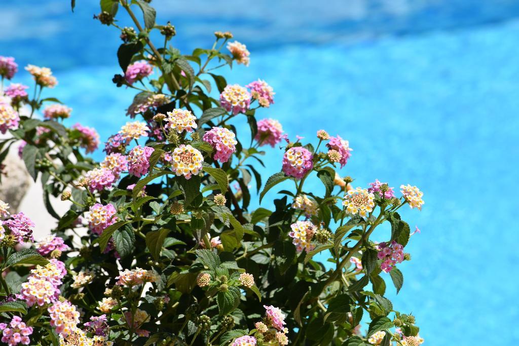 וילסימיוס Affittacamere B&B La Villa Dei Graniti מראה חיצוני תמונה